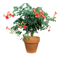Fire Trumpet Plant